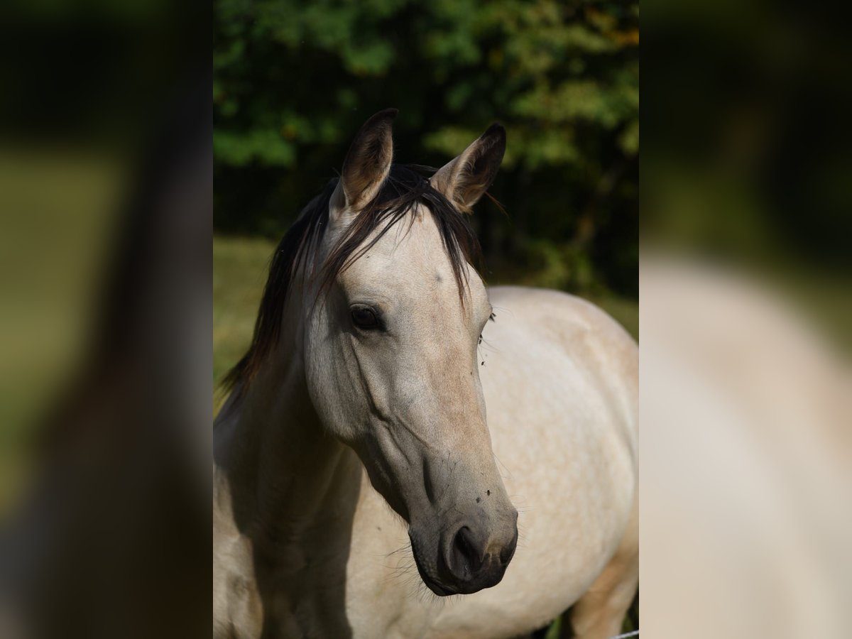 Cavallo da corsa veloce Giumenta 5 Anni 153 cm Baio in Sch&#xF6;mberg