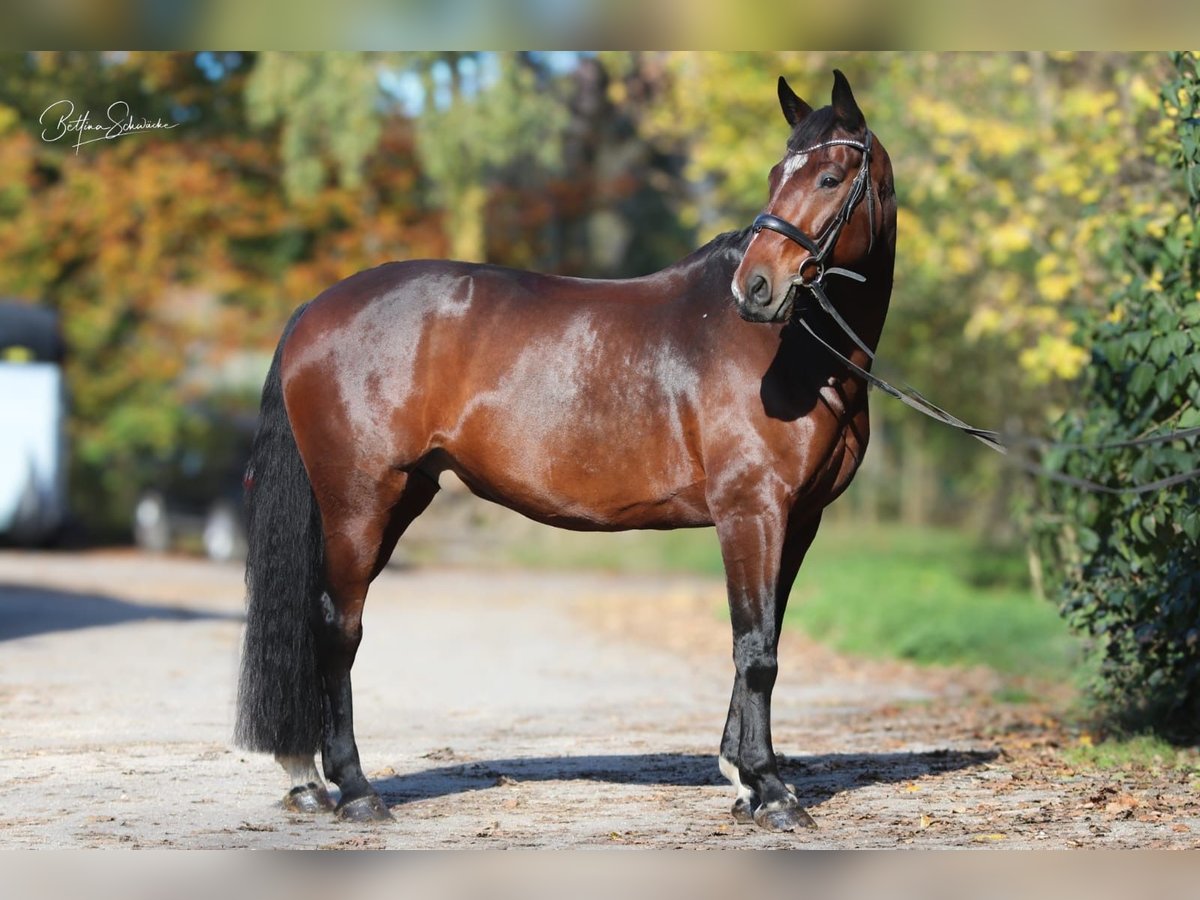 Cavallo da sella tedesco Castrone 10 Anni 165 cm Baio in Bad Urach