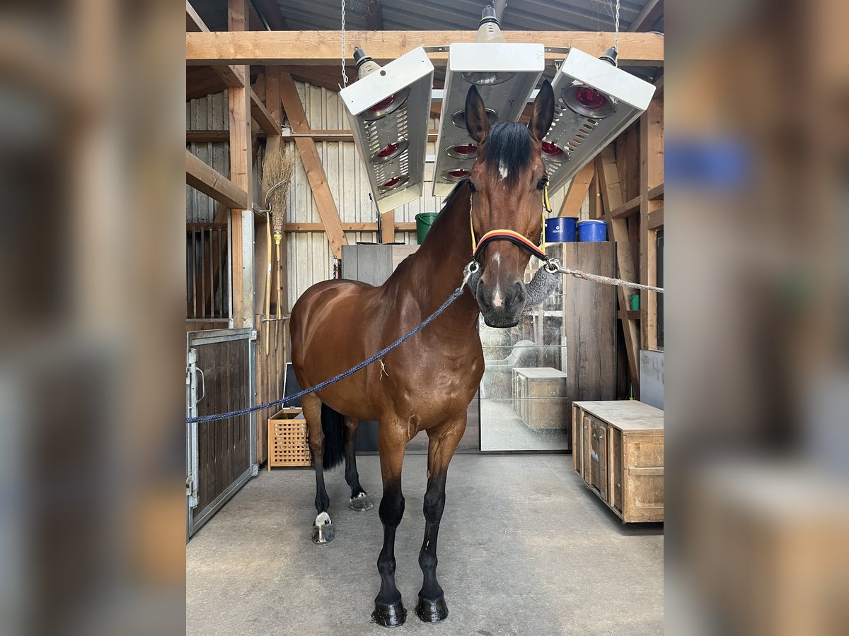 Cavallo da sella tedesco Castrone 10 Anni 165 cm Baio in Stetten am kalten Markt