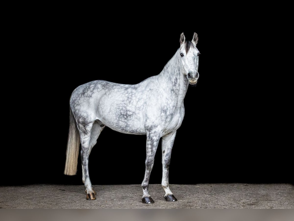 Cavallo da sella tedesco Castrone 10 Anni 168 cm Grigio pezzato in Poxdorf