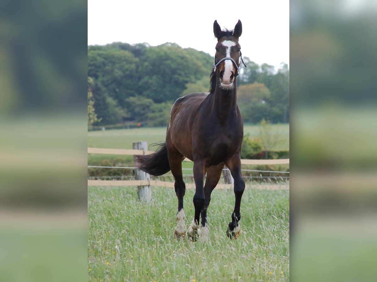 Cavallo da sella tedesco Castrone 10 Anni 173 cm Baio scuro in Mülheim an der Ruhr