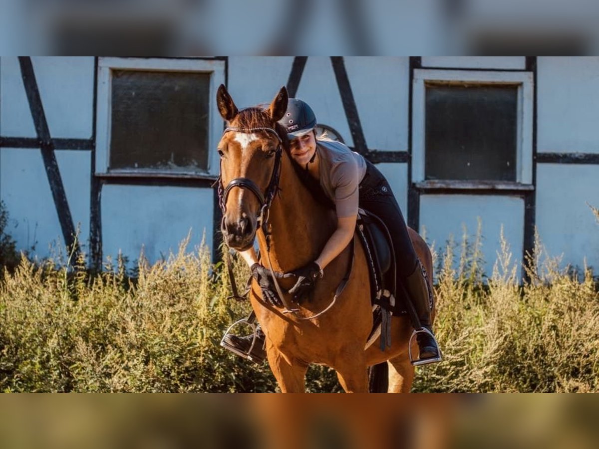 Cavallo da sella tedesco Castrone 11 Anni 157 cm Baio in Lindlar