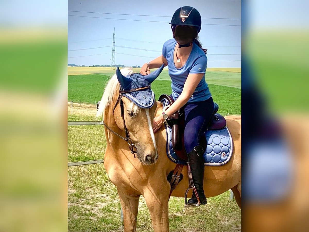 Cavallo da sella tedesco Castrone 11 Anni 160 cm Palomino in Rommerskirchen, Evinghoven