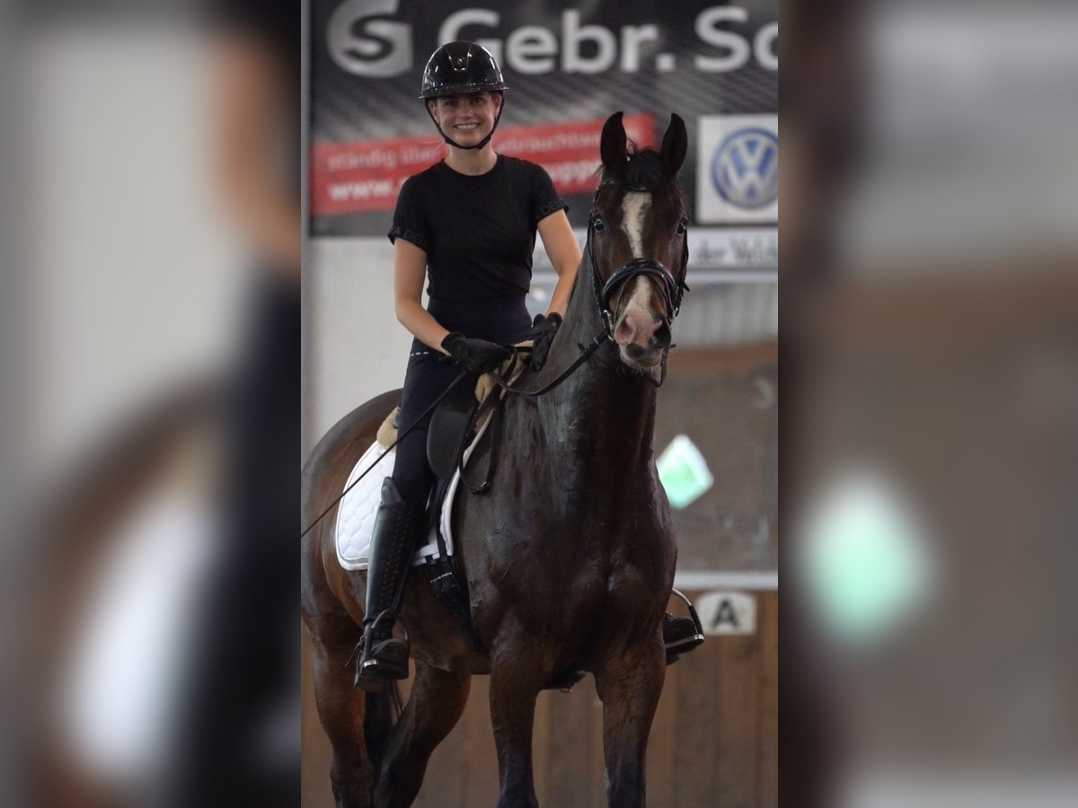 Cavallo da sella tedesco Castrone 11 Anni 167 cm Baio scuro in Dohren