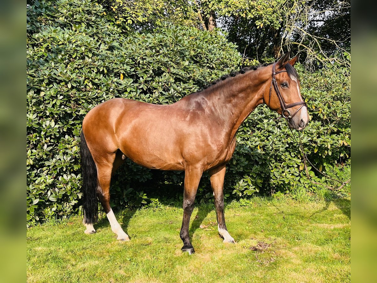 Cavallo da sella tedesco Castrone 11 Anni 170 cm Baio in Melle