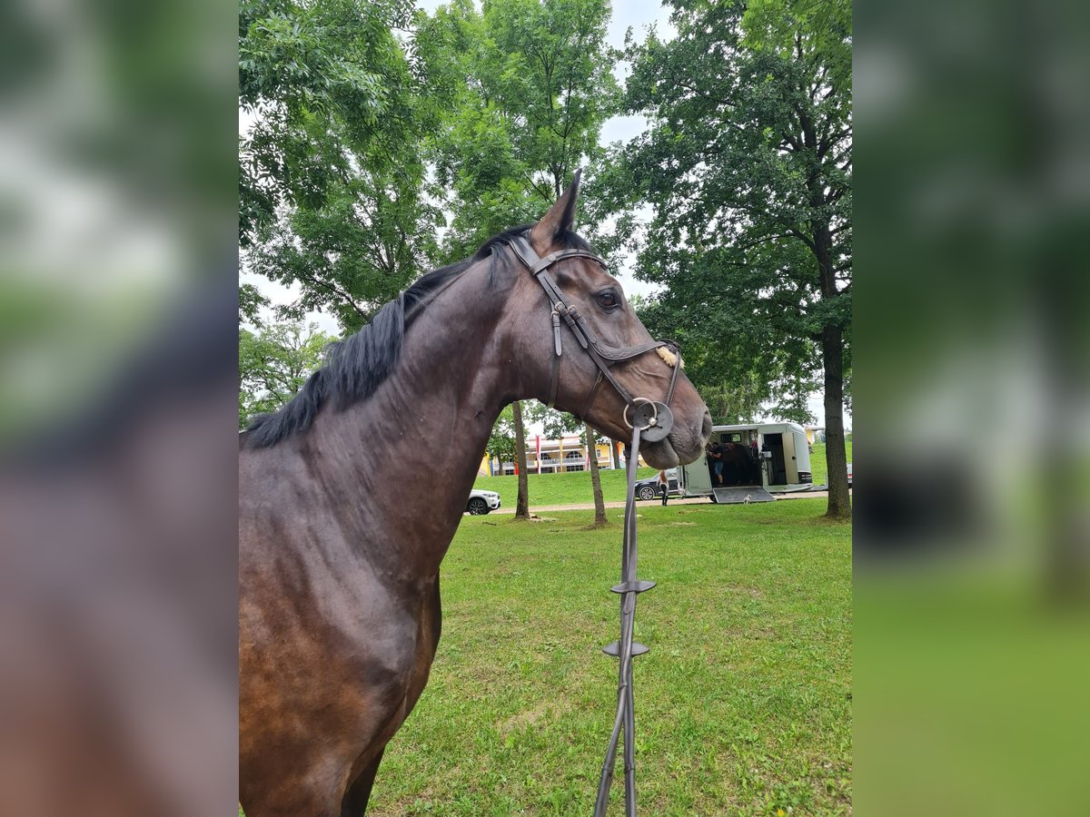 Cavallo da sella tedesco Castrone 11 Anni 172 cm Baio scuro in Pfaffenhofen an der Ilm