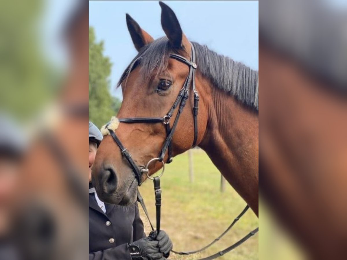 Cavallo da sella tedesco Castrone 11 Anni 174 cm Baio in Spremberg