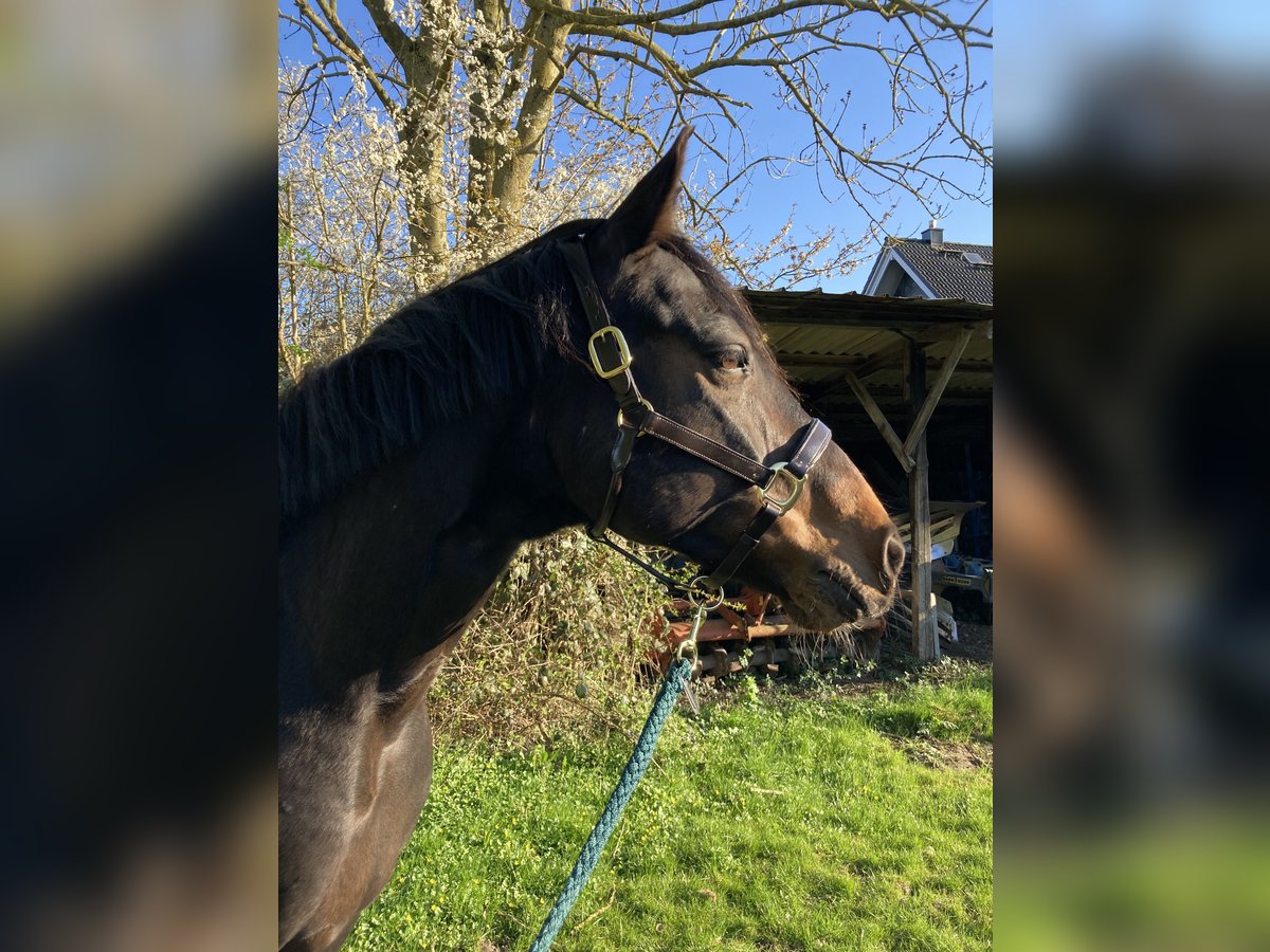 Cavallo da sella tedesco Castrone 12 Anni 165 cm Baio scuro in Issum