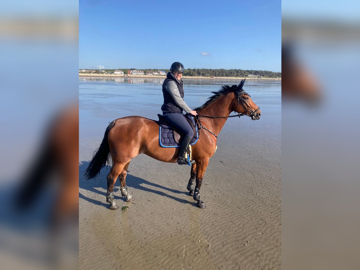 Cavallo da sella tedesco Castrone 12 Anni 170 cm Baio in Salzkotten