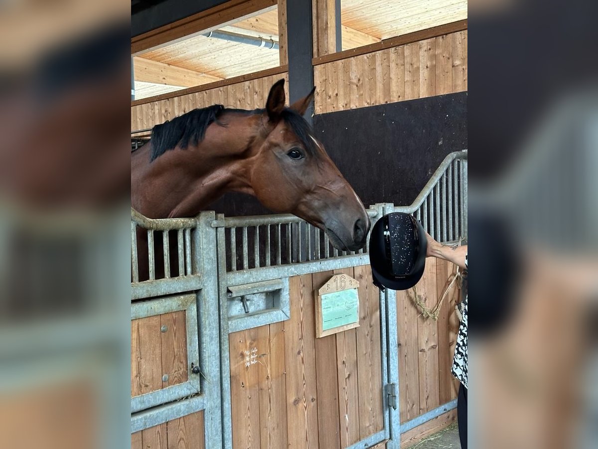 Cavallo da sella tedesco Castrone 12 Anni 173 cm Baio in Aldrans