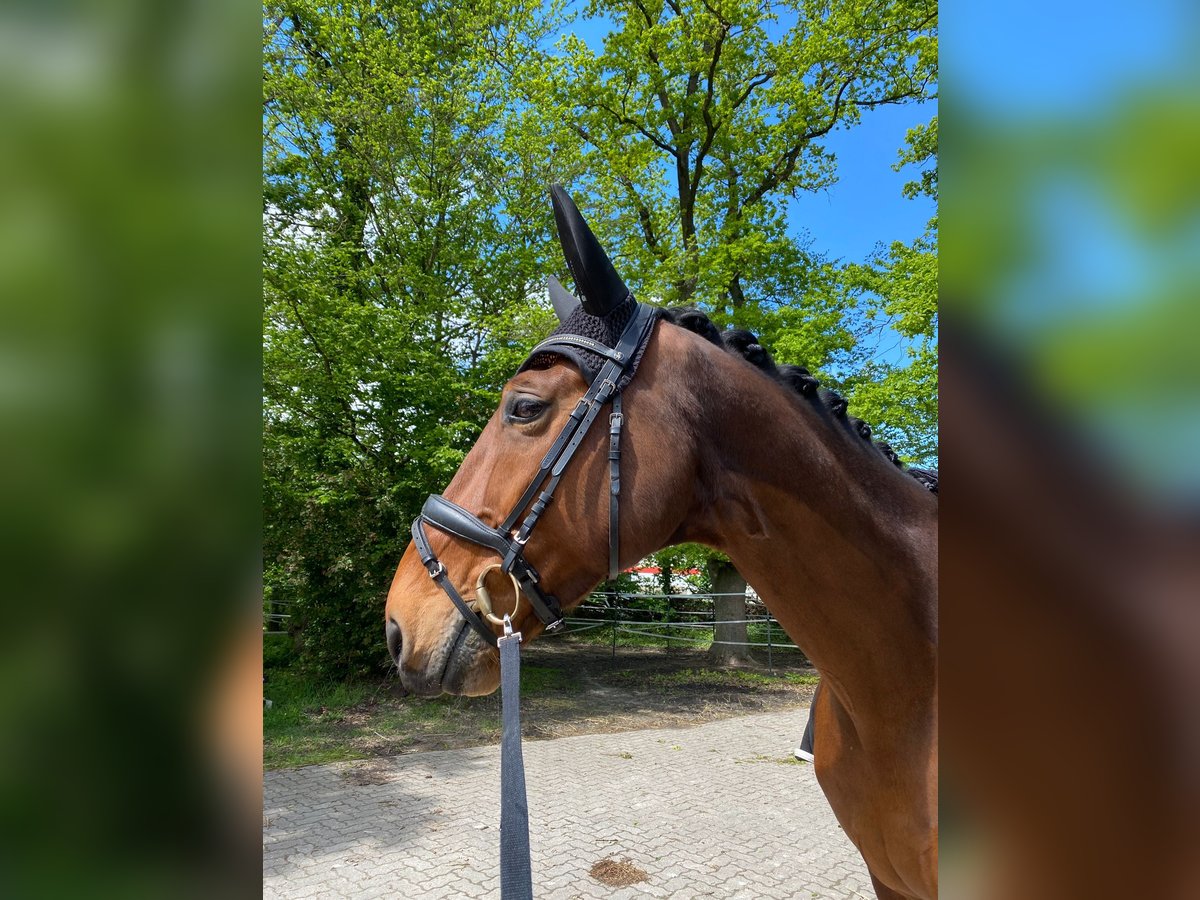 Cavallo da sella tedesco Castrone 13 Anni 180 cm Baio in Herxheim bei Landau/Pfalz