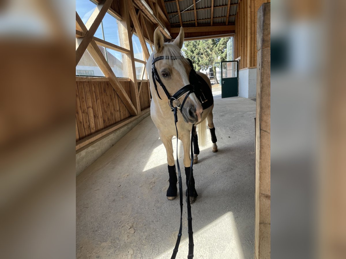 Cavallo da sella tedesco Castrone 15 Anni 147 cm Palomino in Wiener Neudorf