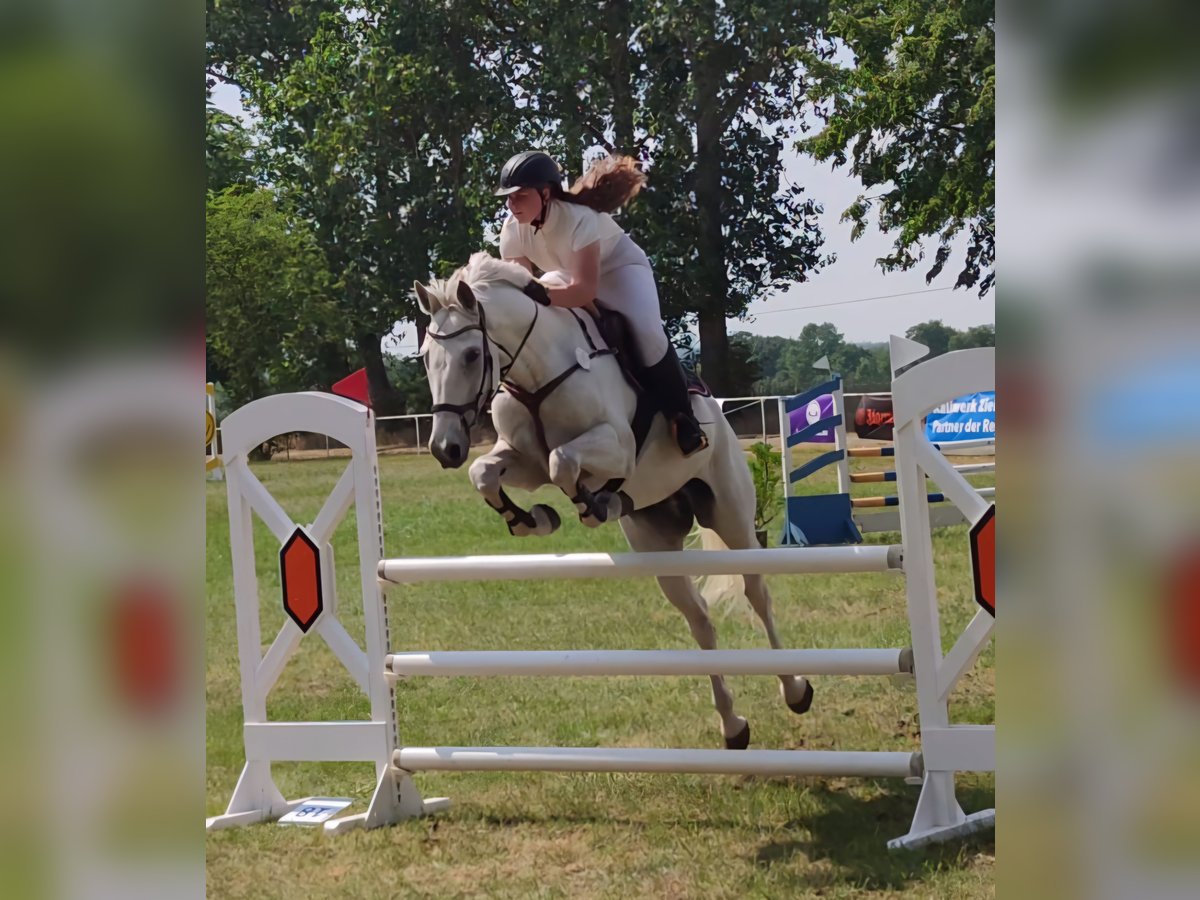 Cavallo da sella tedesco Castrone 15 Anni 170 cm Grigio in Eimersleben