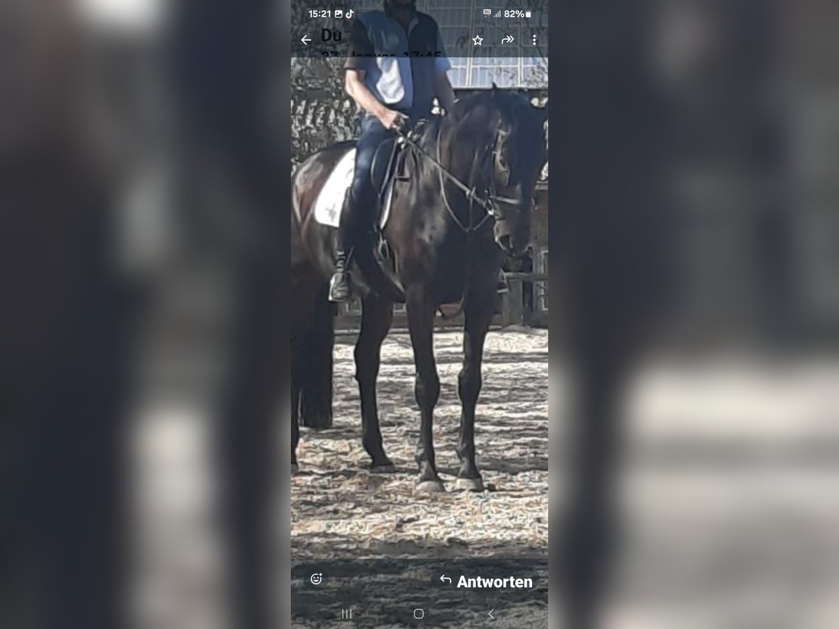 Cavallo da sella tedesco Castrone 15 Anni 175 cm Baio scuro in Moers