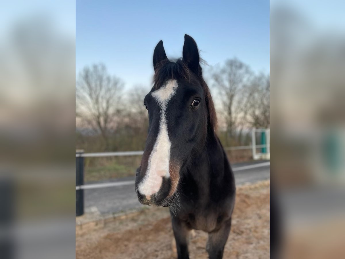 Cavallo da sella tedesco Castrone 16 Anni 158 cm Baio in Aerzen