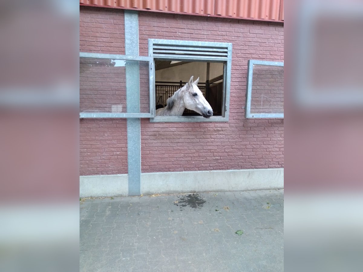 Cavallo da sella tedesco Castrone 16 Anni 168 cm Grigio trotinato in Gütersloh