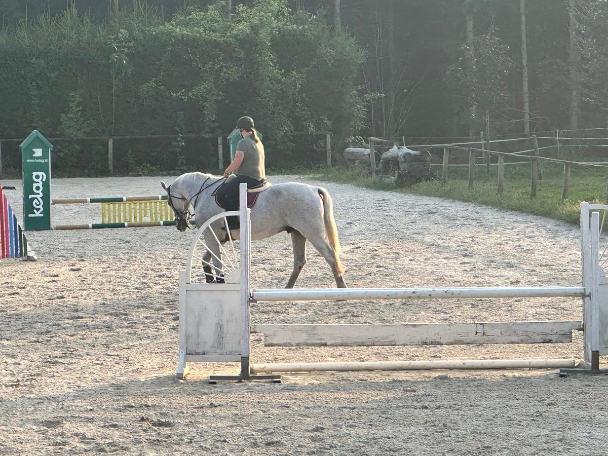 Cavallo da sella tedesco Castrone 16 Anni 170 cm Grigio in Maria Saal