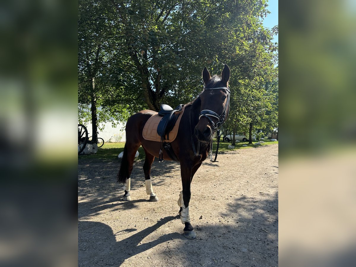 Cavallo da sella tedesco Castrone 17 Anni 157 cm Baio scuro in Bad Schwartau