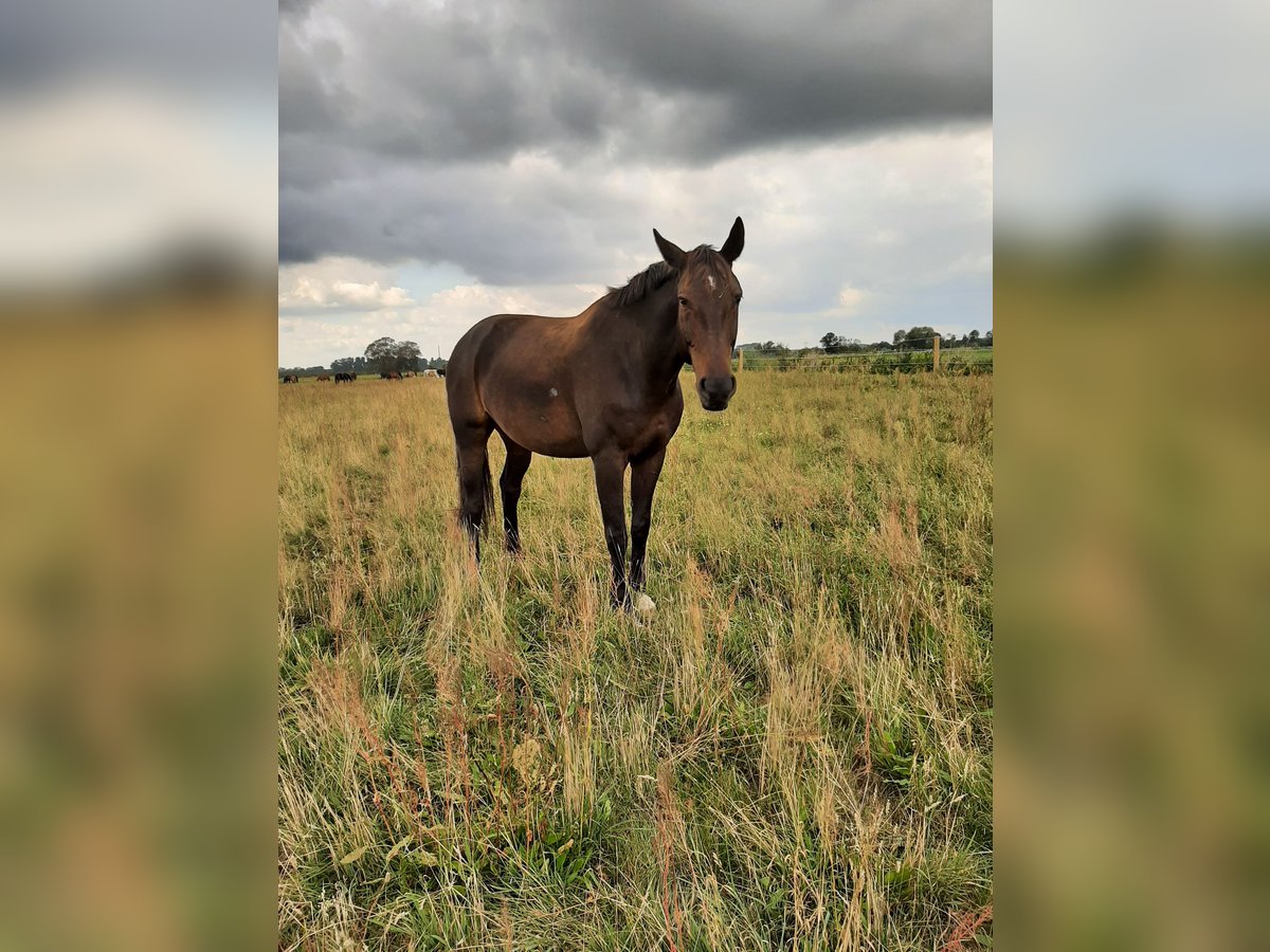 Cavallo da sella tedesco Castrone 17 Anni 180 cm Baio scuro in Jühnsdorf