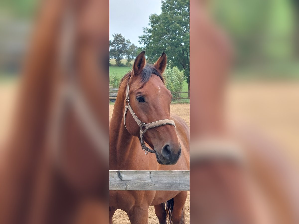 Cavallo da sella tedesco Castrone 19 Anni 165 cm Baio in Kall