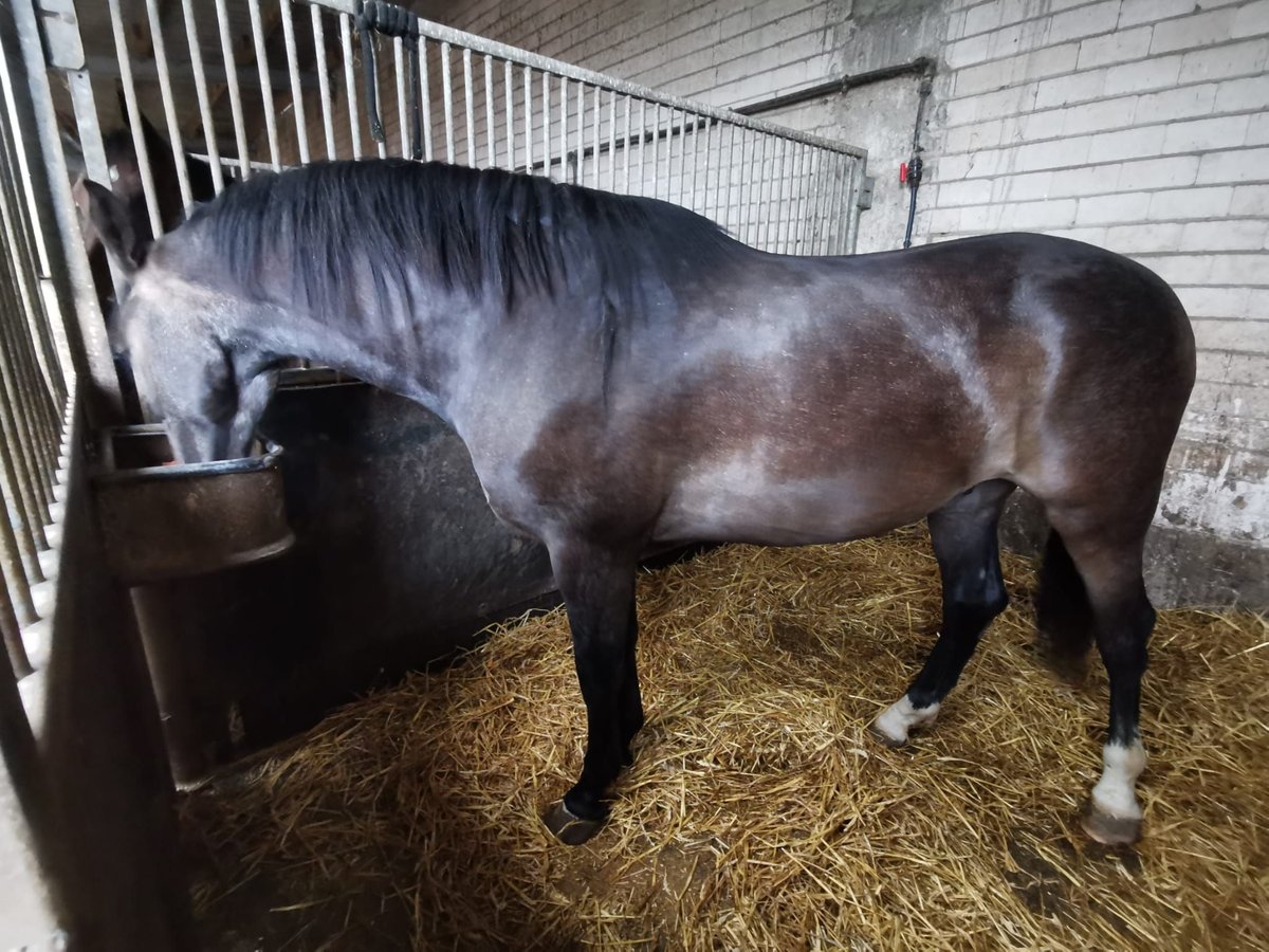 Cavallo da sella tedesco Castrone 2 Anni 165 cm Può diventare grigio in Linnich