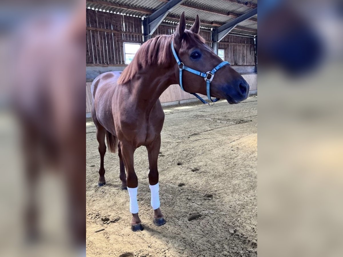 Cavallo da sella tedesco Castrone 2 Anni 167 cm Sauro in Münster