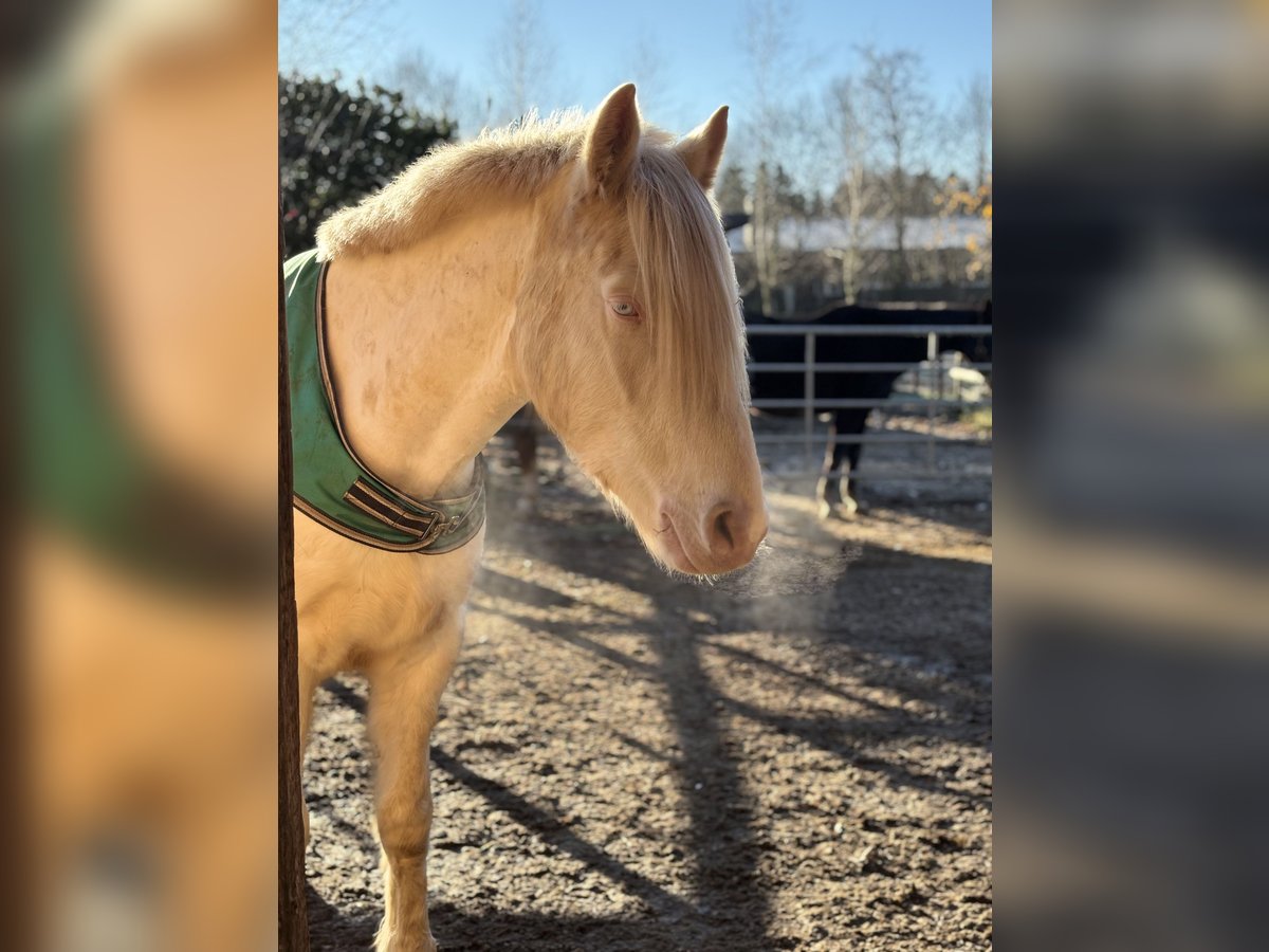 Cavallo da sella tedesco Castrone 3 Anni 145 cm Cremello in Kellinghusen