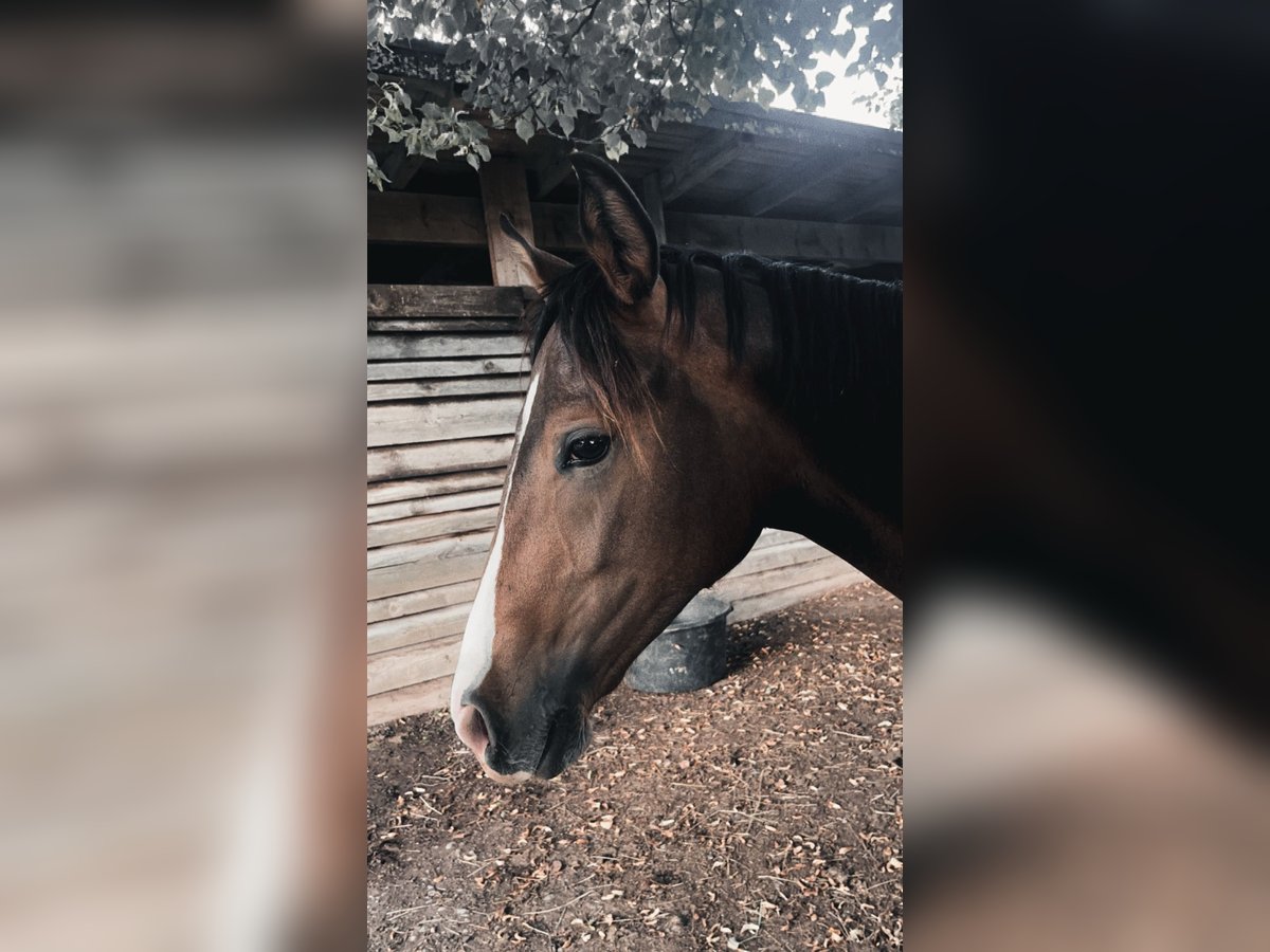 Cavallo da sella tedesco Castrone 3 Anni 150 cm Baio scuro in Großalmerode