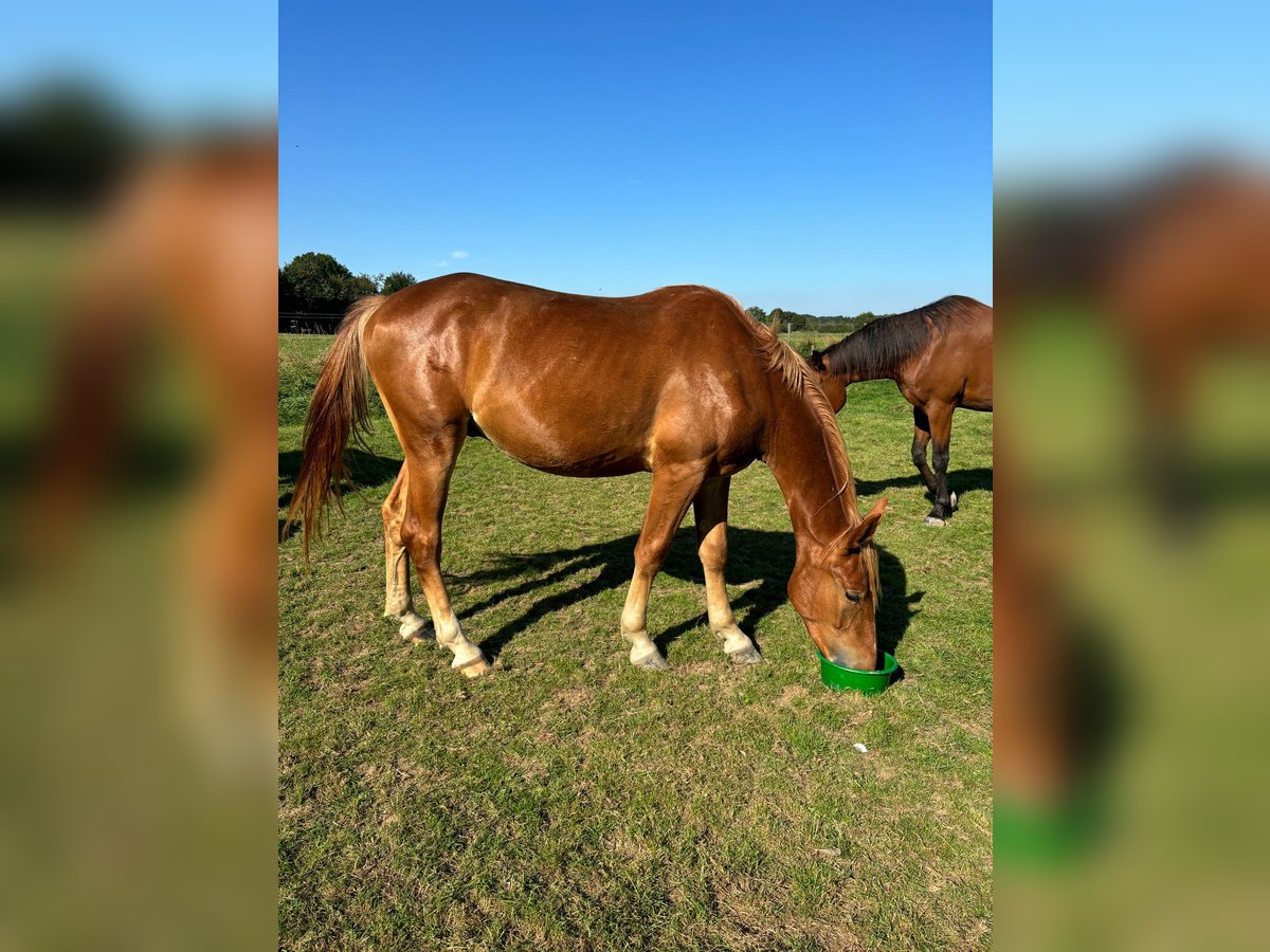 Cavallo da sella tedesco Castrone 3 Anni 163 cm Sauro in Niederzier