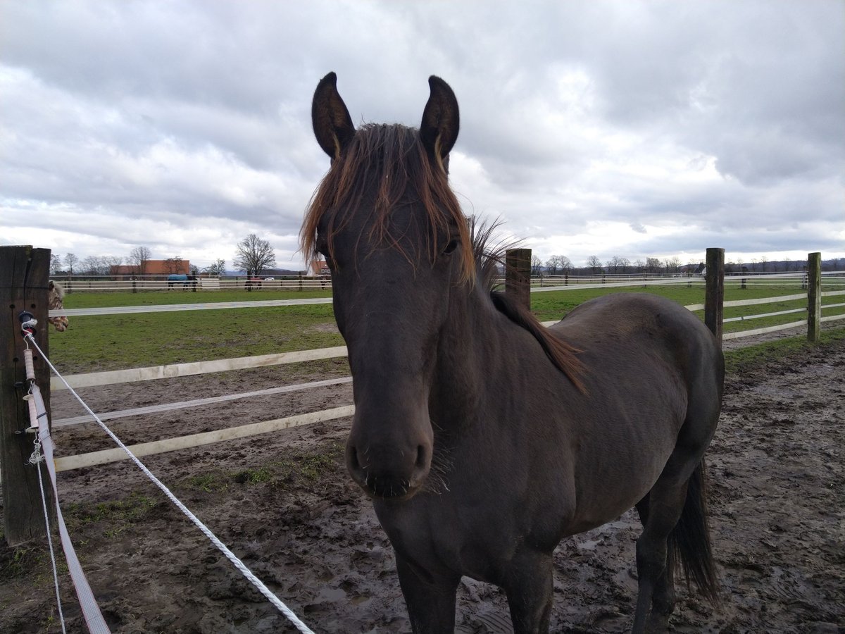 Cavallo da sella tedesco Castrone 3 Anni 163 cm Sauro scuro in Bad Essen