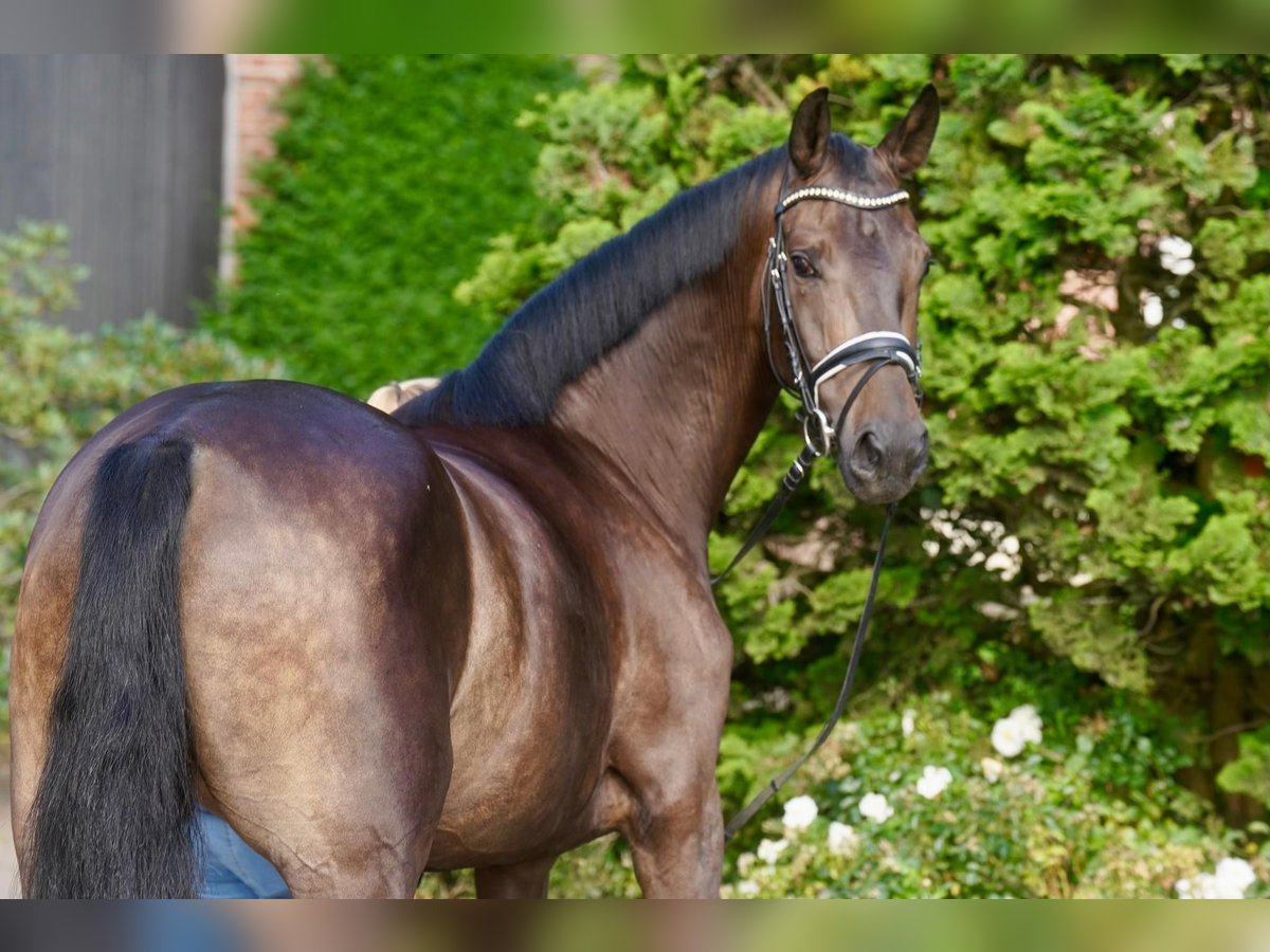 Cavallo da sella tedesco Castrone 3 Anni 164 cm Baio nero in Paderborn