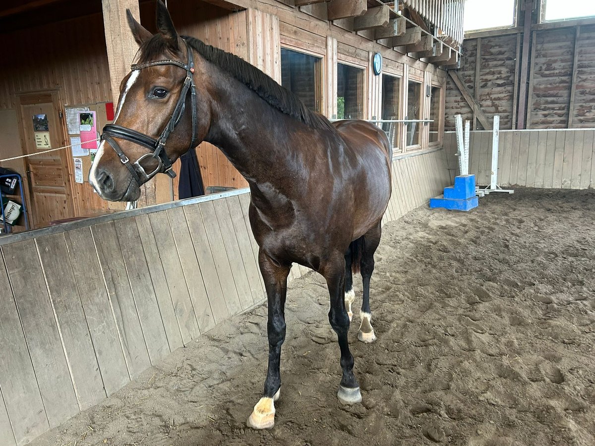 Cavallo da sella tedesco Castrone 3 Anni 164 cm Baio scuro in Bösleben