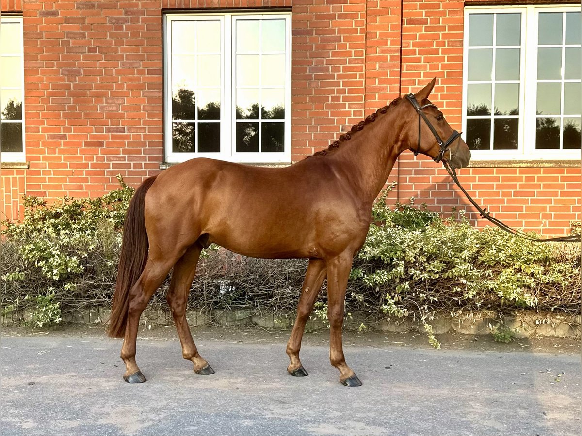 Cavallo da sella tedesco Castrone 4 Anni 160 cm Sauro in Neuenkirchen