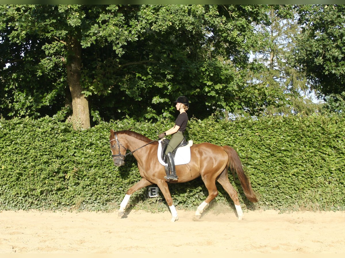 Cavallo da sella tedesco Castrone 4 Anni 163 cm Sauro scuro in Bramstedt