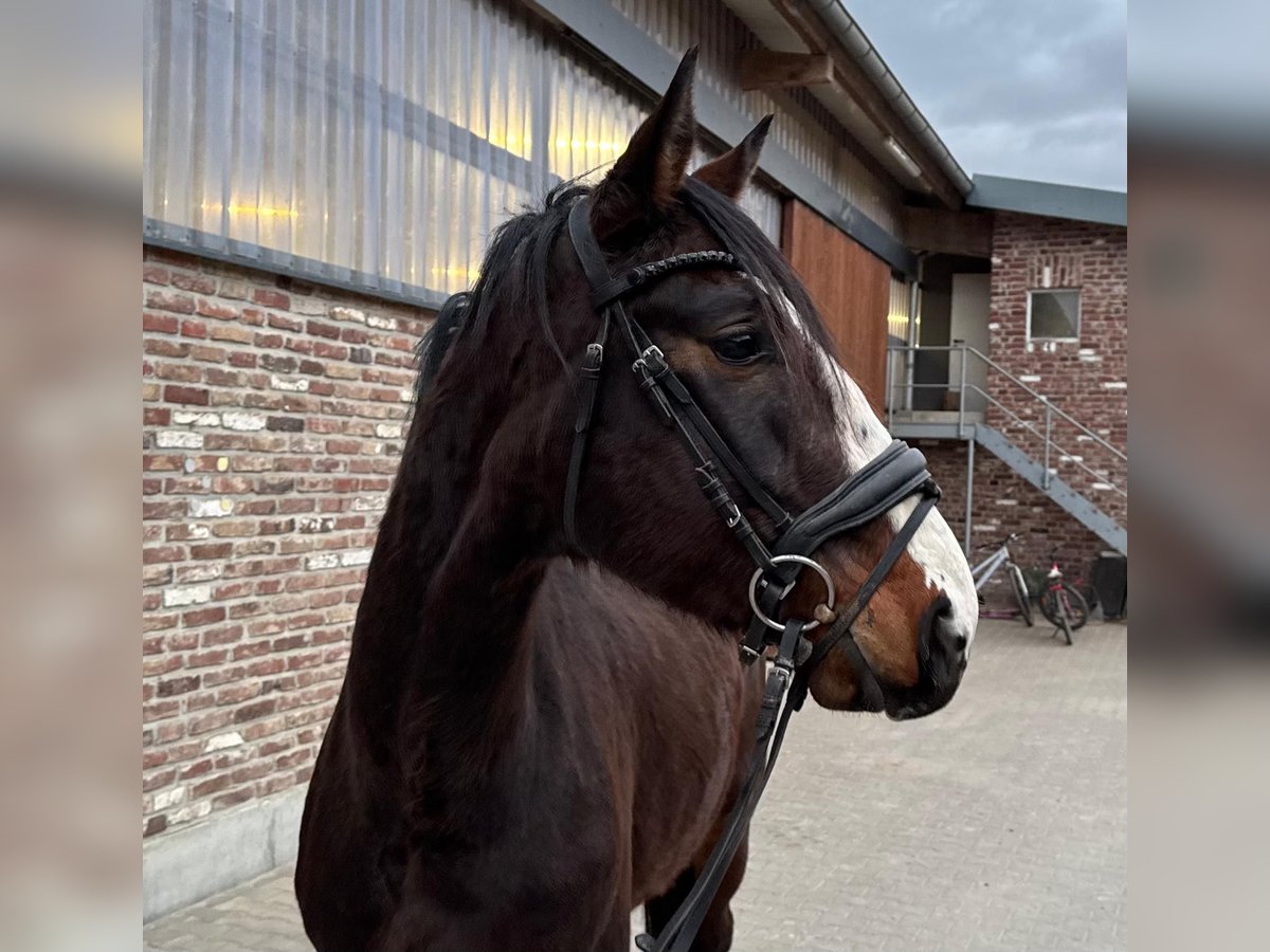 Cavallo da sella tedesco Castrone 4 Anni 170 cm Baio scuro in Grevenbroich