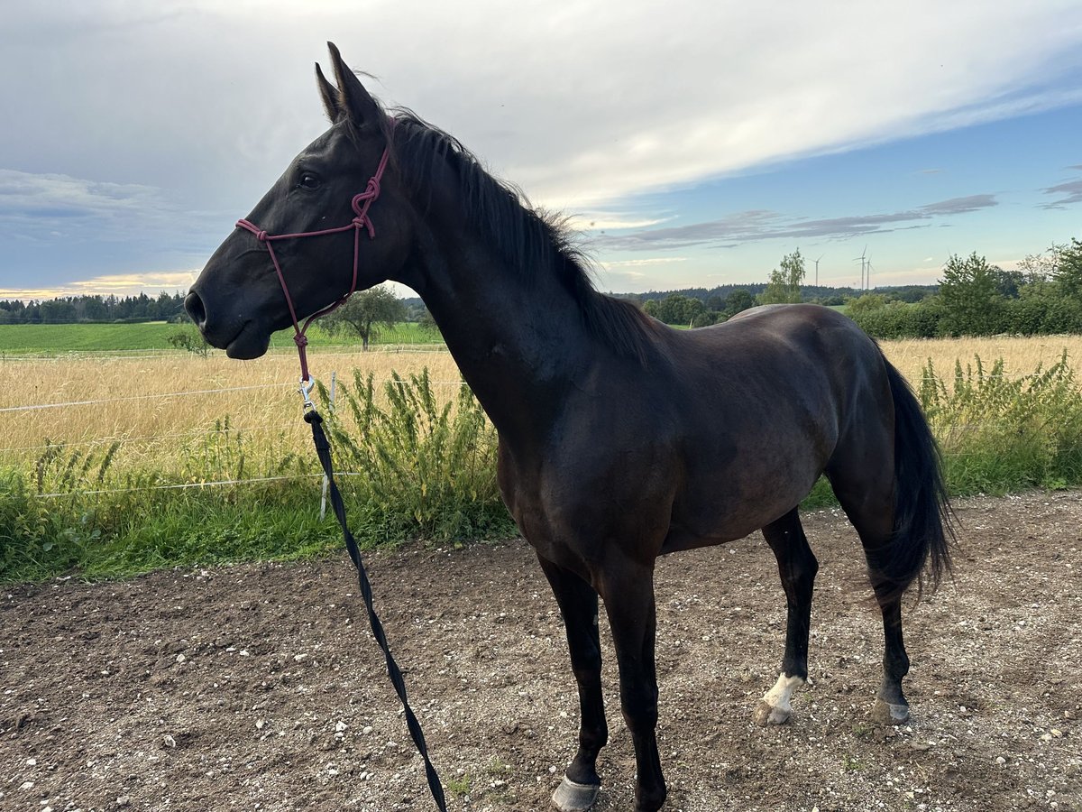 Cavallo da sella tedesco Castrone 4 Anni 170 cm Morello in Iggingen