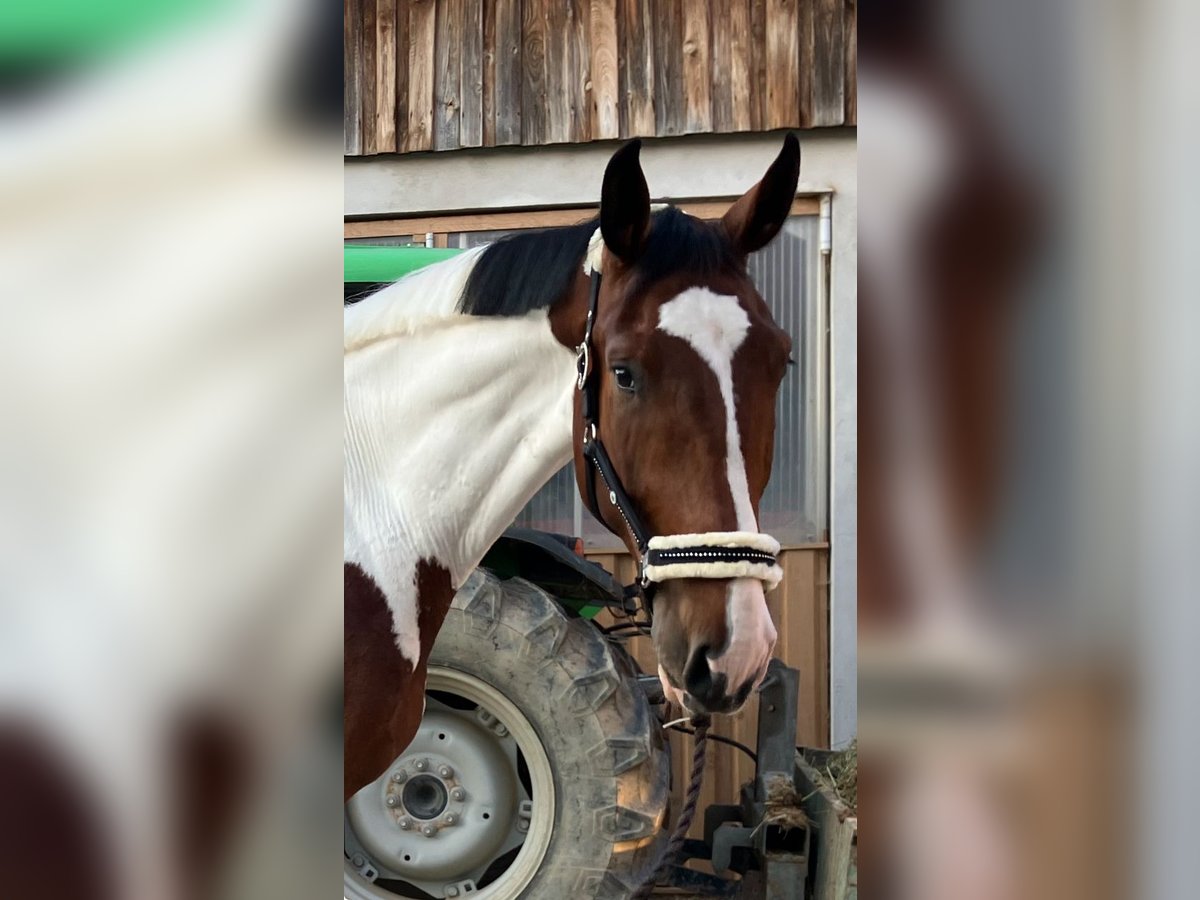 Cavallo da sella tedesco Castrone 4 Anni 184 cm Pezzato in Großtaxen