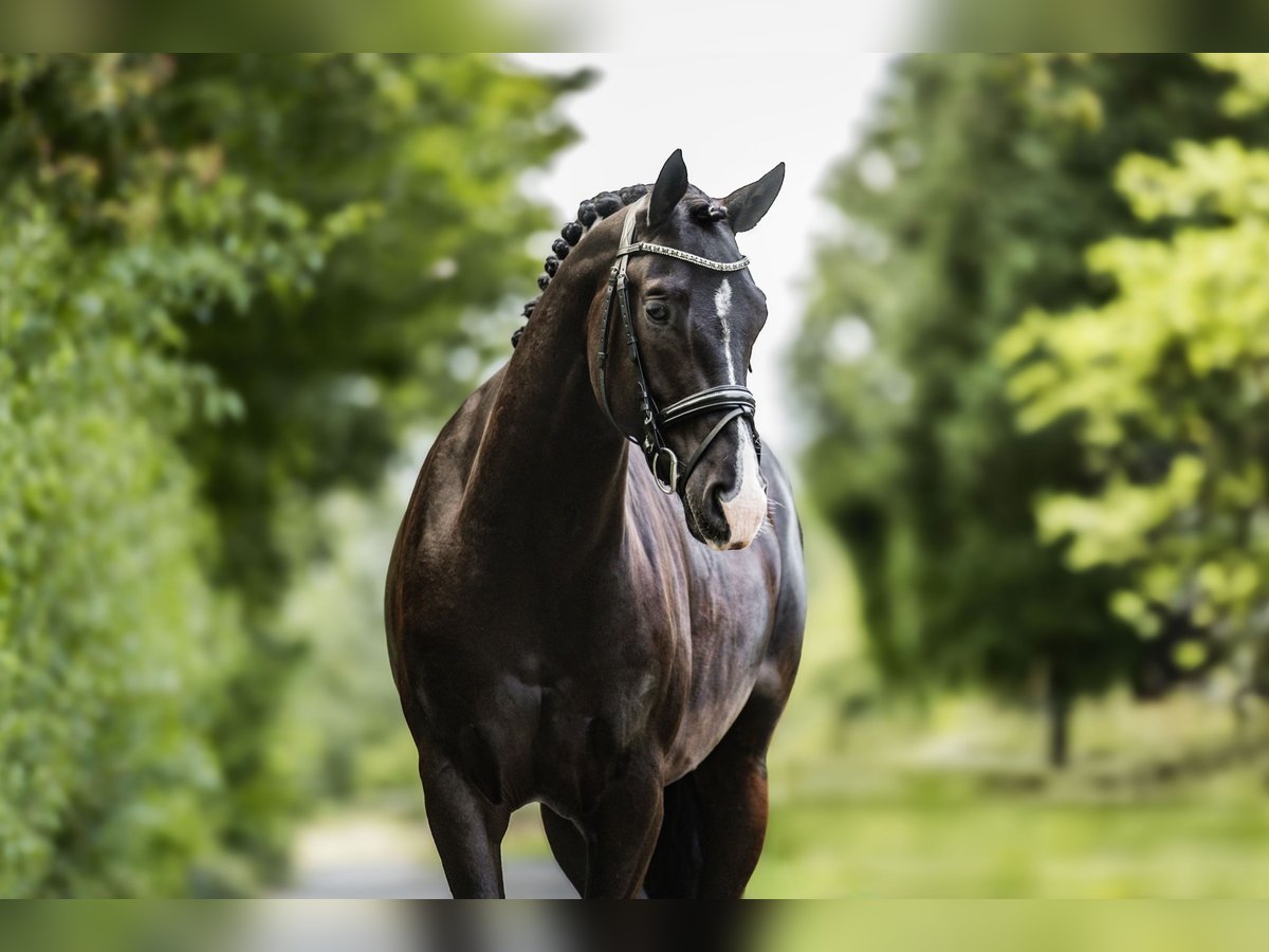 Cavallo da sella tedesco Castrone 5 Anni 158 cm Baio nero in Windhagen