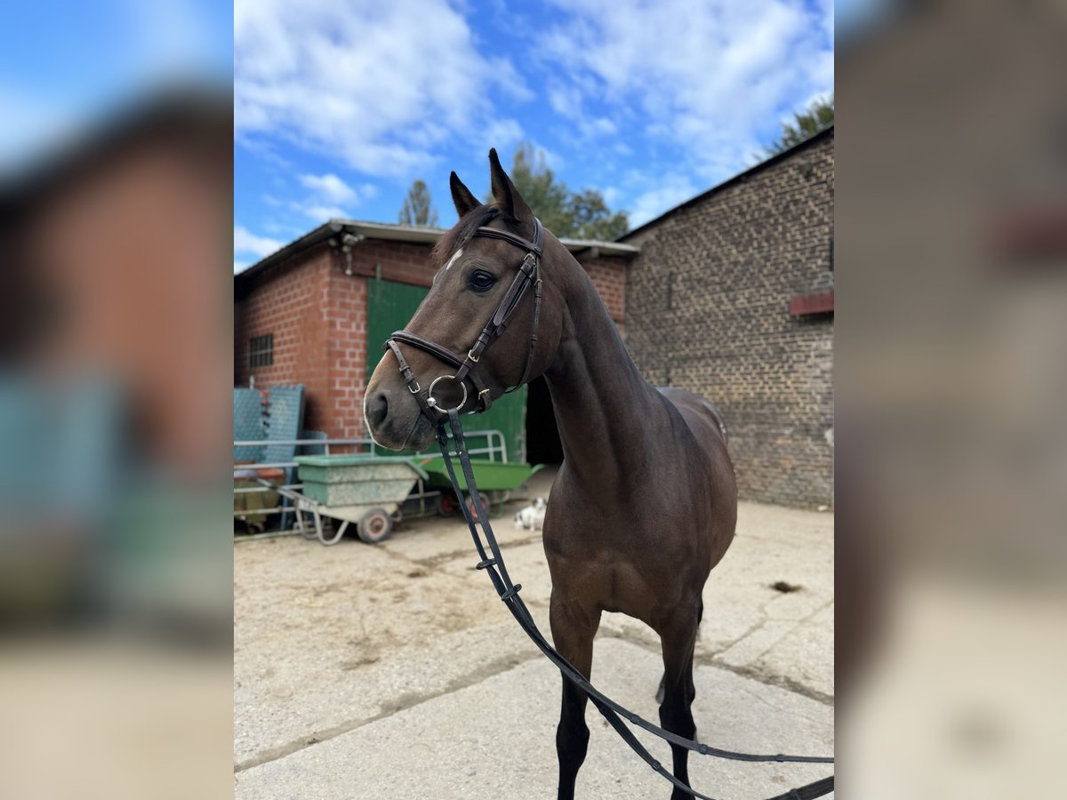 Cavallo da sella tedesco Castrone 5 Anni 160 cm Baio scuro in Düsseldorf