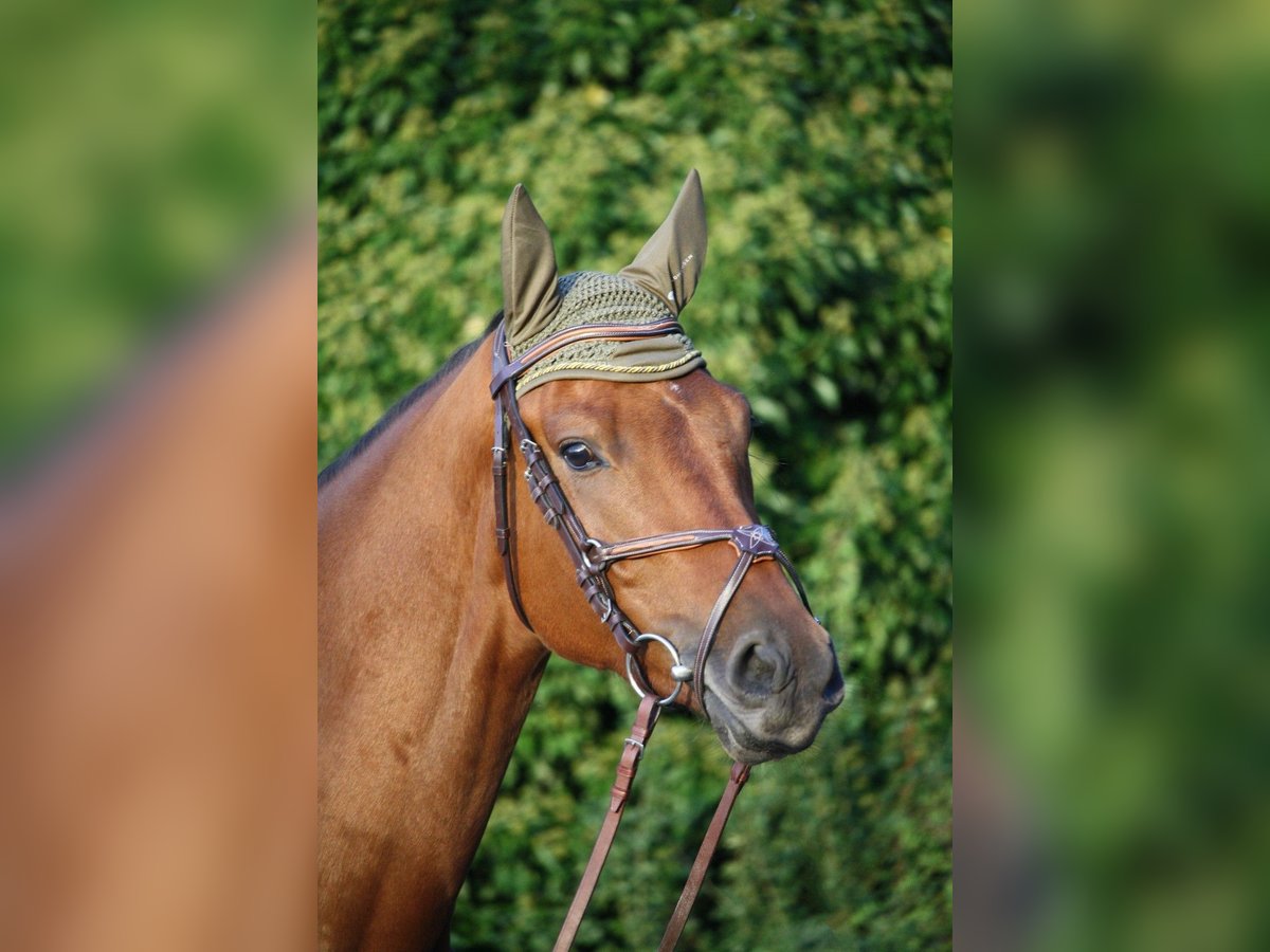 Cavallo da sella tedesco Castrone 5 Anni 163 cm Baio in Gevelsberg