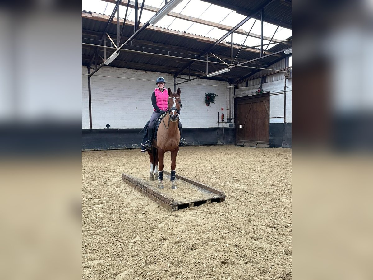 Cavallo da sella tedesco Castrone 5 Anni 163 cm Sauro scuro in Elmlohe