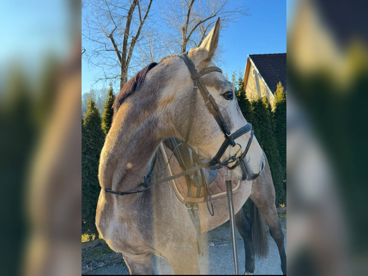 Cavallo da sella tedesco Castrone 5 Anni 165 cm Grigio in St. Martin im Mühlkreis
