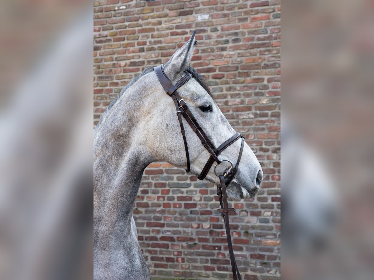 Cavallo da sella tedesco Castrone 5 Anni 168 cm in Grevenbroich
