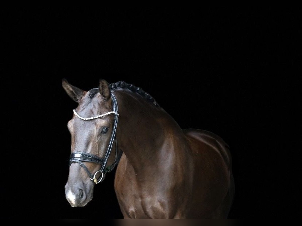 Cavallo da sella tedesco Castrone 5 Anni 170 cm Morello in Recke, bei Osnabrück