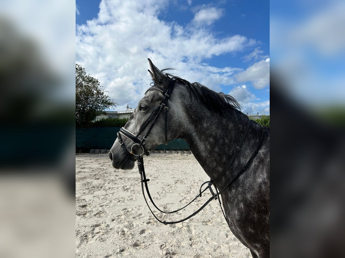 Cavallo da sella tedesco Castrone 5 Anni 170 cm Può diventare grigio in Würselen