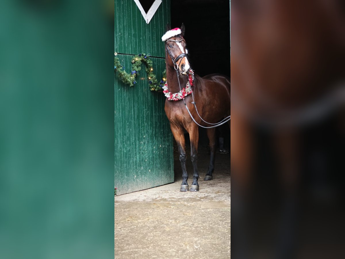 Cavallo da sella tedesco Castrone 5 Anni 171 cm Baio scuro in Münster