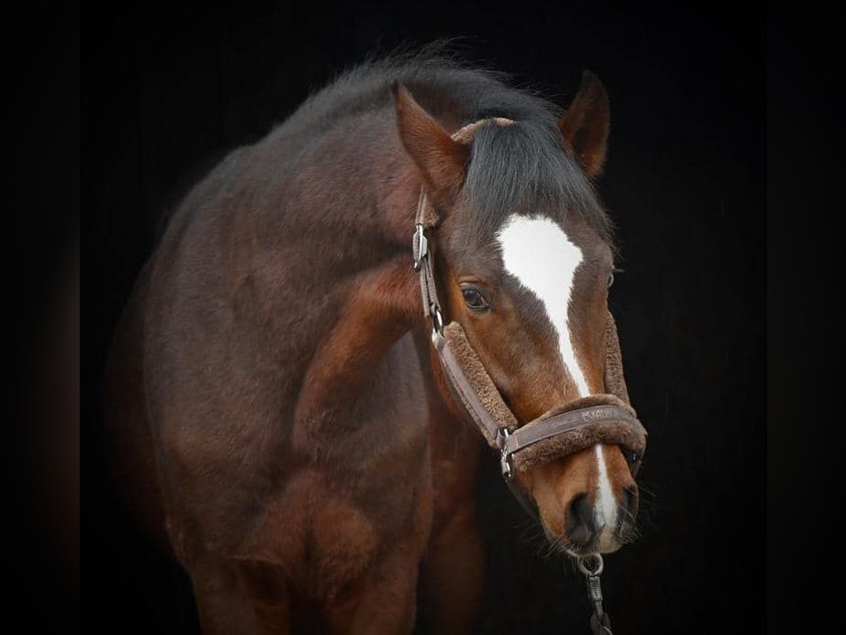 Cavallo da sella tedesco Castrone 6 Anni 155 cm Baio in Mönchengladbach