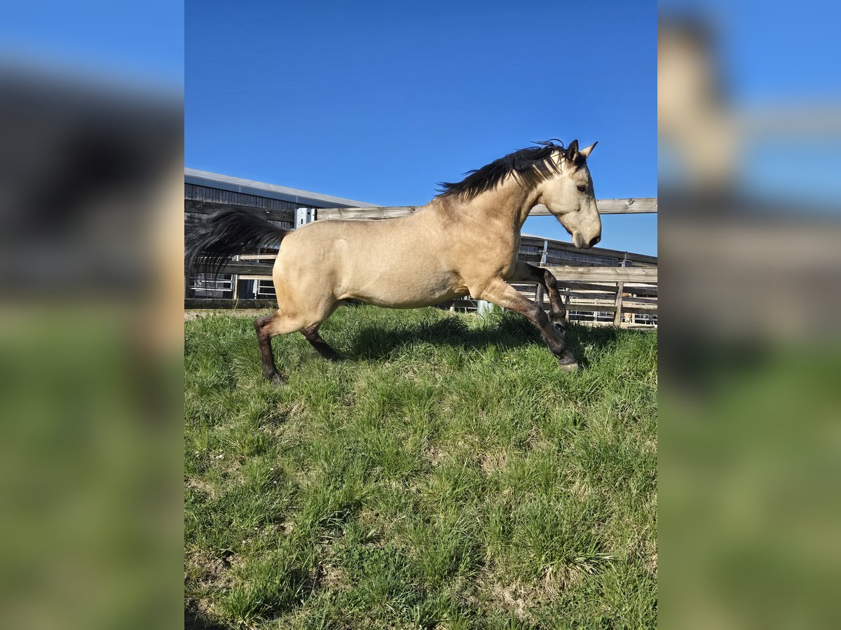 Cavallo da sella tedesco Castrone 6 Anni 155 cm Pelle di daino in Saarbr&#xFC;cken