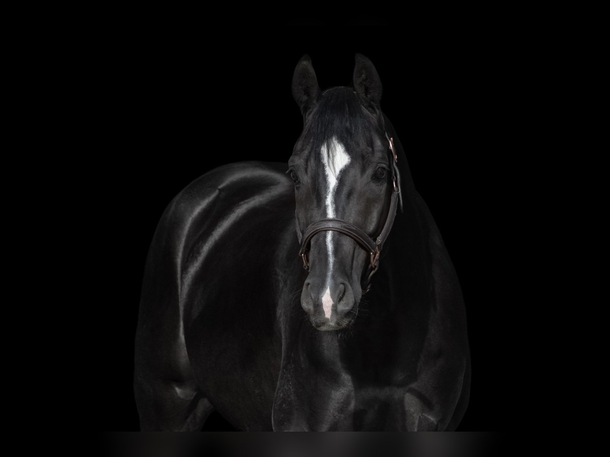 Cavallo da sella tedesco Castrone 6 Anni 160 cm Morello in Kirchheimbolanden