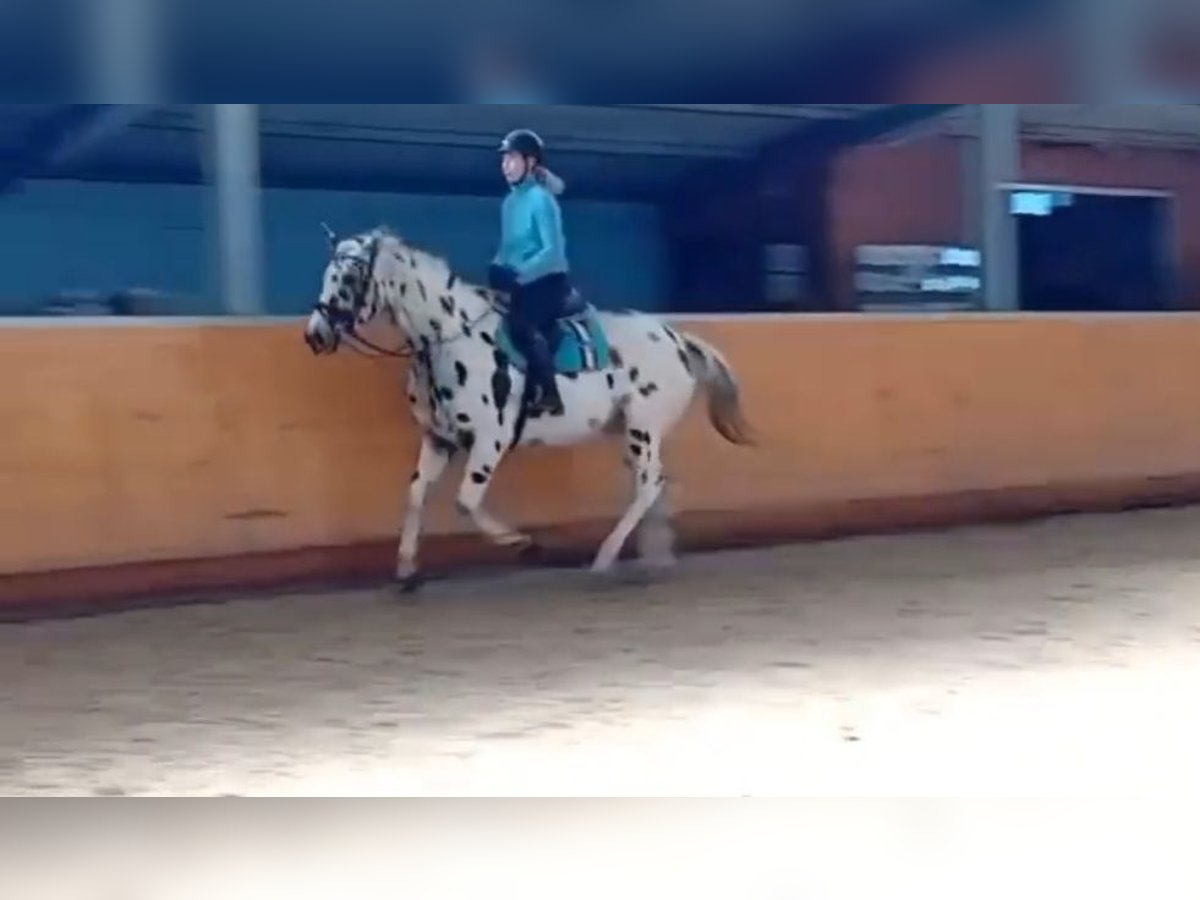 Cavallo da sella tedesco Mix Castrone 6 Anni 162 cm Leopard in Philippsburg